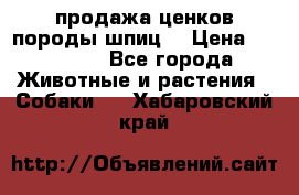 продажа ценков породы шпиц  › Цена ­ 35 000 - Все города Животные и растения » Собаки   . Хабаровский край